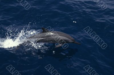 Spinner Dolphin, Papua New Guinea