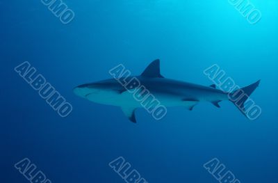 Snub Nose Blacktip Reef Shark