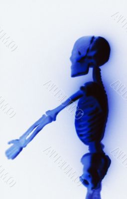 Human Skeleton on white