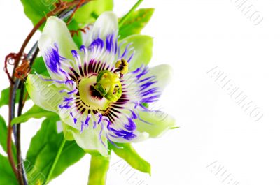 Purple Passionflower on a white background.