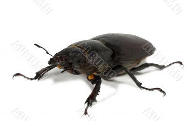 stag beetle