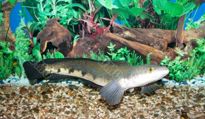 Snakehead