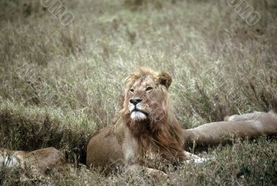 Lion,Serengeti