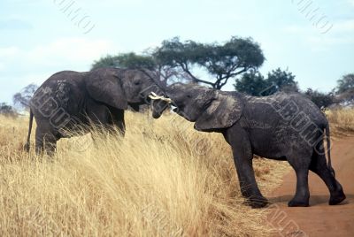 Elephants,Serengeti