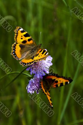 Two butterflies Two butterflies