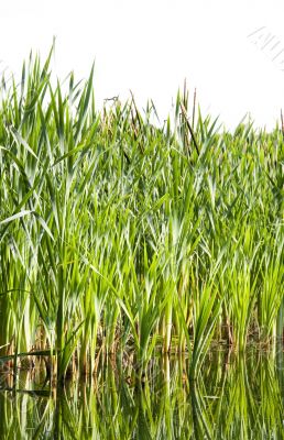 river cane river cane