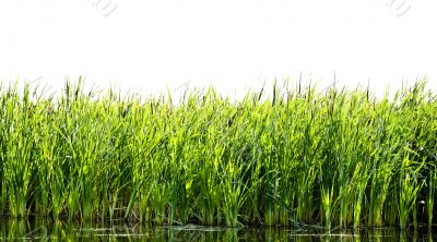River cane River cane