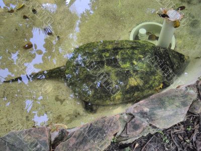 Alligator snapping turtle