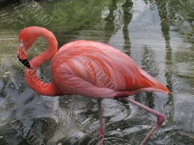 A red flamingo in Flamingo Gardens in Florida