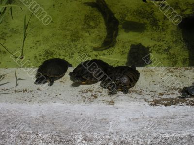 Turtles in Flamingo park in Florida