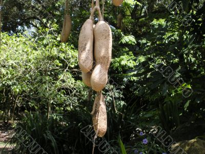 Sausage tree in Flamingo gardens in Florida