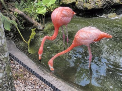 Red Flamingos in Flamingo gardens in Florida