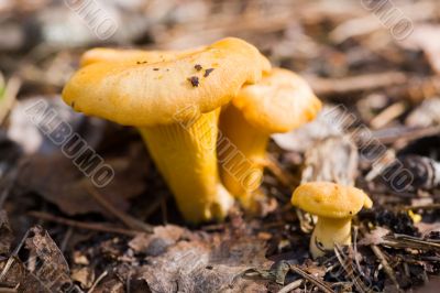 Young chanterelles