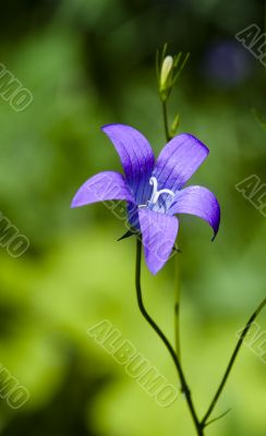 Dark blue flower Dark blue flower