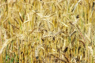 Golden wheat on the plant.
