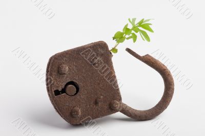 locked plant