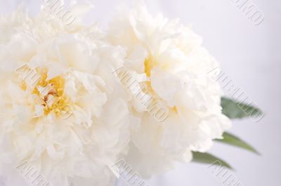 white peonies