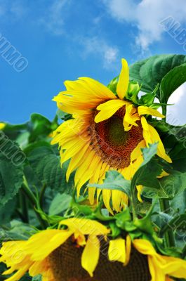 amazing sunflower and blue sky background