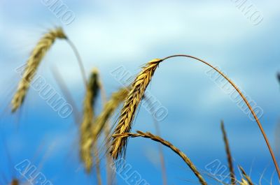 Wheat closeup