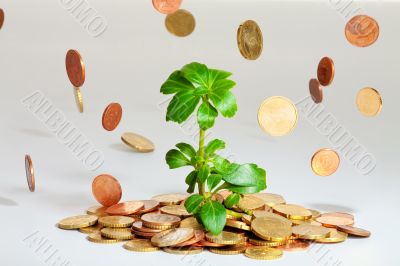 Young plant growing on coins