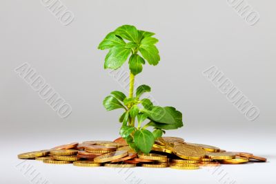 Growing Tree on a heap of money