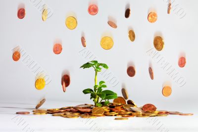 Plant with falling coins