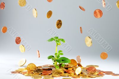 Growing plant on coins