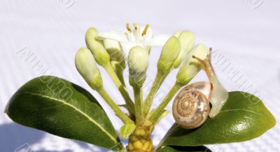 snail and flower