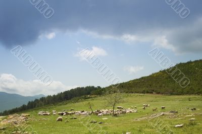 Sheep herd Sheep herd