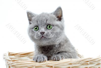 kitty look up kitty look up