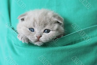 kitty in pocket kitty in pocket