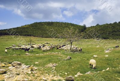 Sheep herd