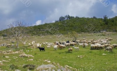Sheep herd Sheep herd