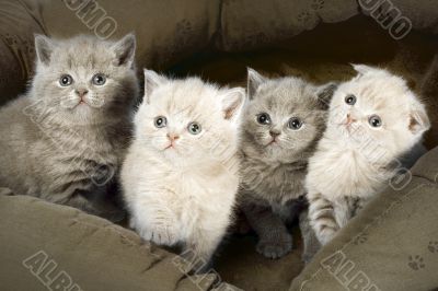 Four kitten