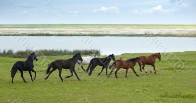 Horses Running