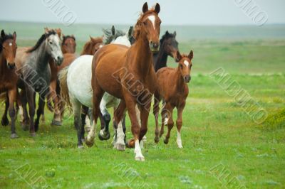 Horses Running