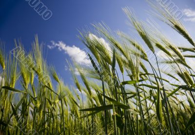 green wheat field and cloudy sky