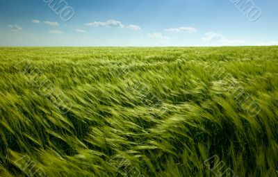 green wheat field and cloudy sky