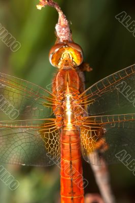 Dragonfly ( sympetrum sp )
