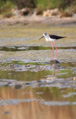 Black-Winged Stilt