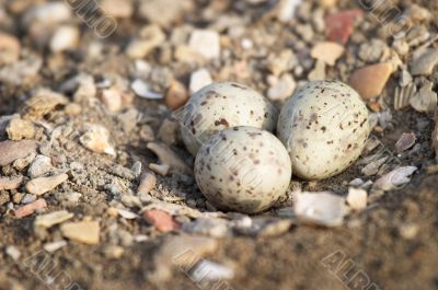 Eggs of Black-winged
