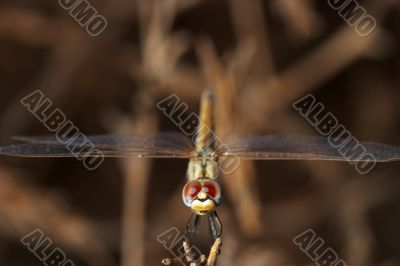 Dragonfly ( sympetrum sp )