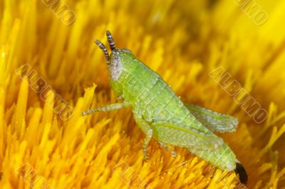 Nymph of Grasshopper