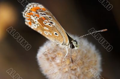 Butterfly (Polymmatus Icarus)