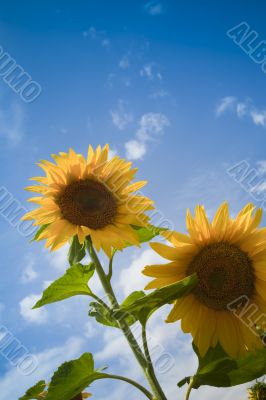 sunflowers under a blue sky