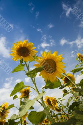 sunflowers under a blue sky