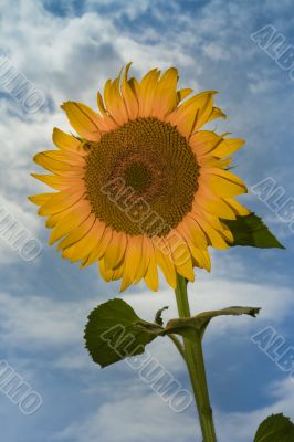 sunflower under a blue sky