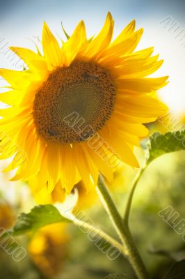 sunflower under a blue sky