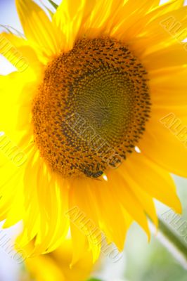 sunflower under a blue sky