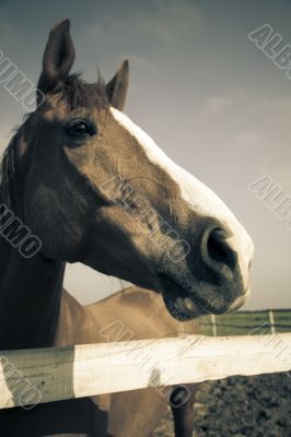 Horse head of brown horse / vintage toned